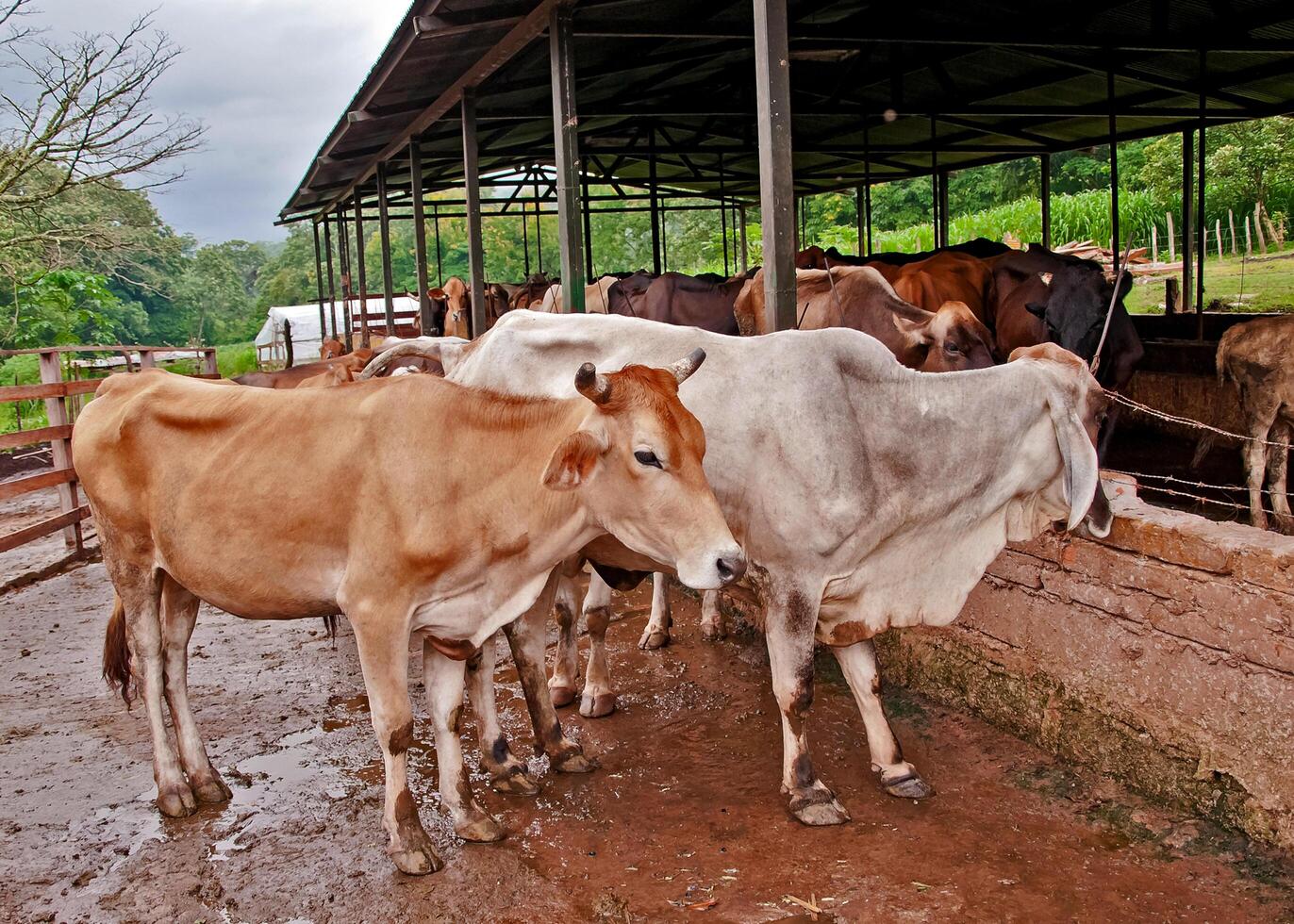 A group of cows on a farm ready to be milked. photo