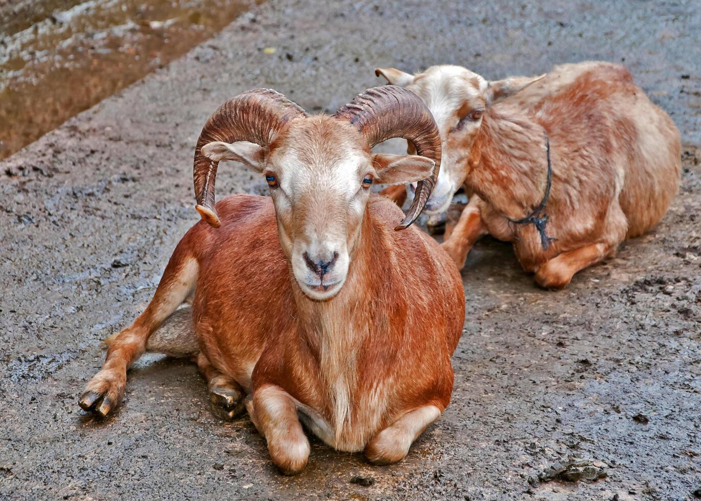 Two goats in their corral. photo