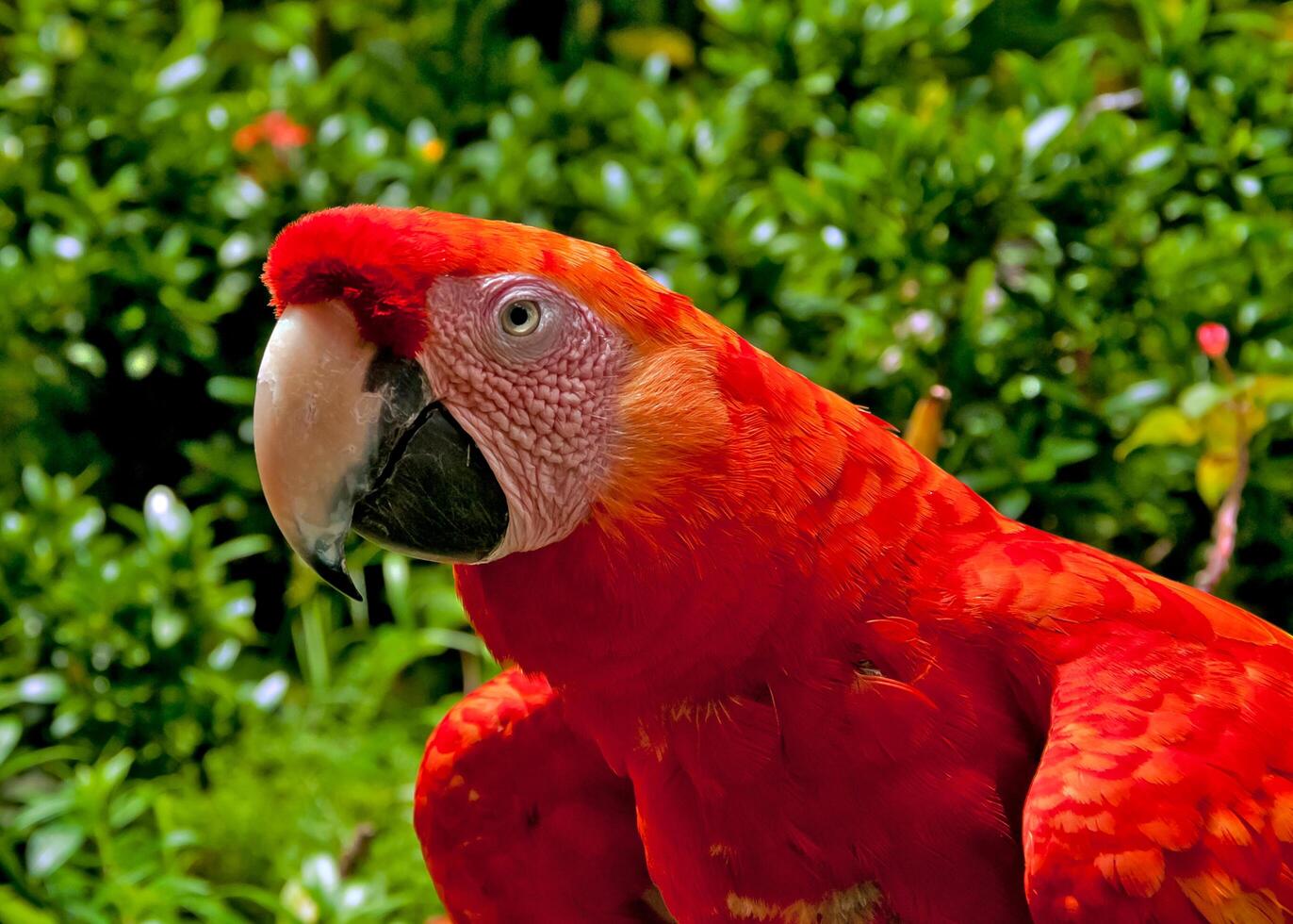 Red macaw in a tropical forest in Nicaragua. photo
