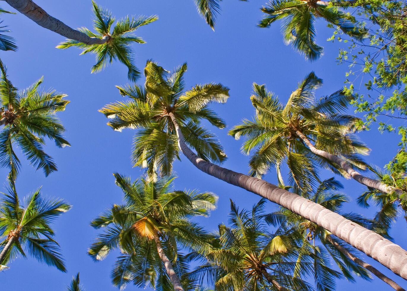 Group of coconut palm trees on tropical beaches of Nicaragua. photo