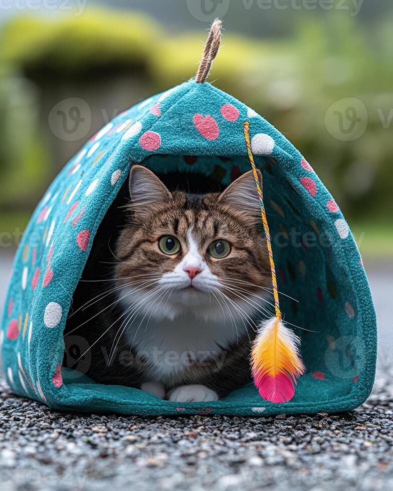 A cat inside a small house photo