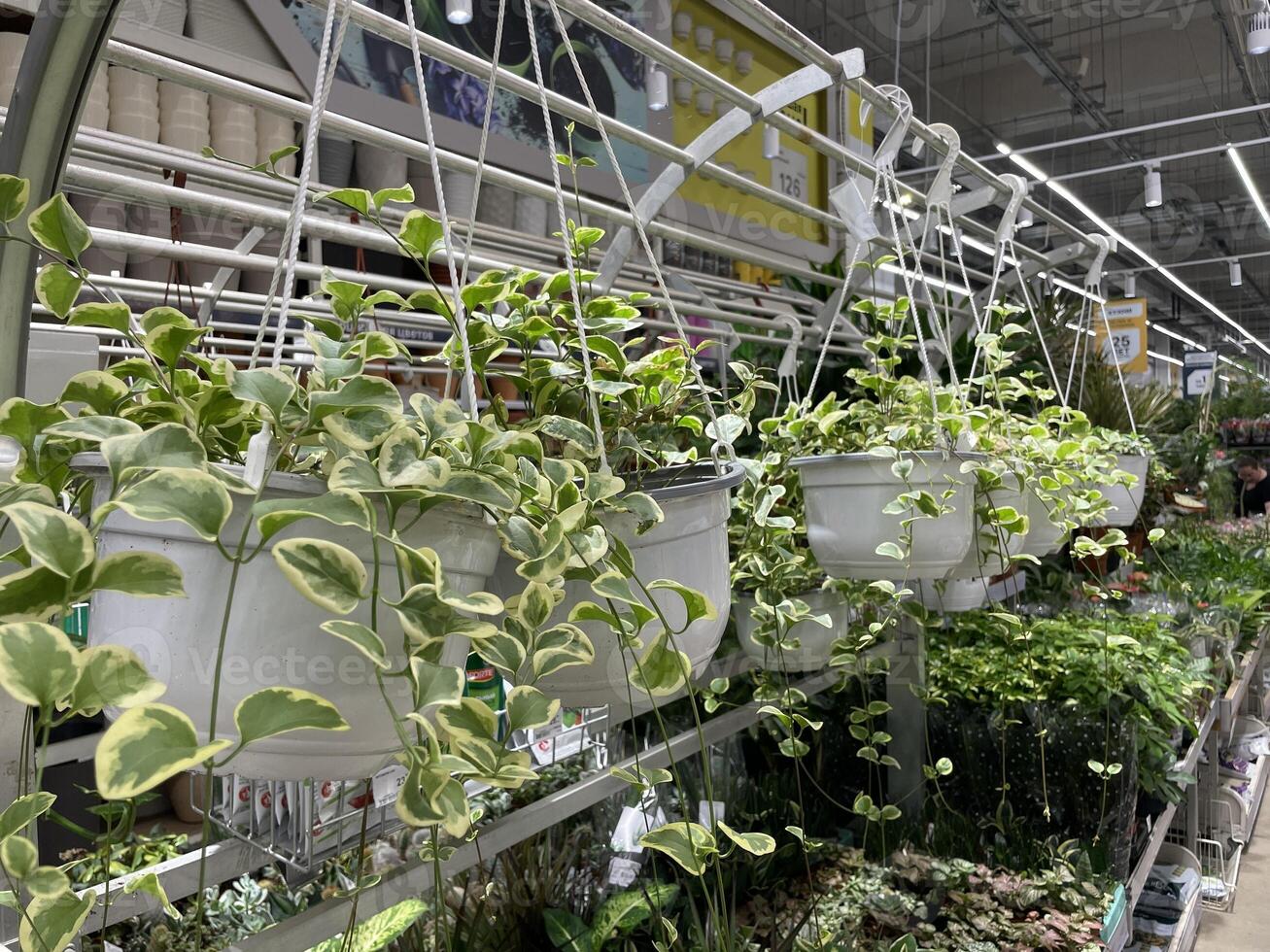 A Beautiful Display of Hanging Plants in a Garden Center, Perfect for Adding Life and Color photo