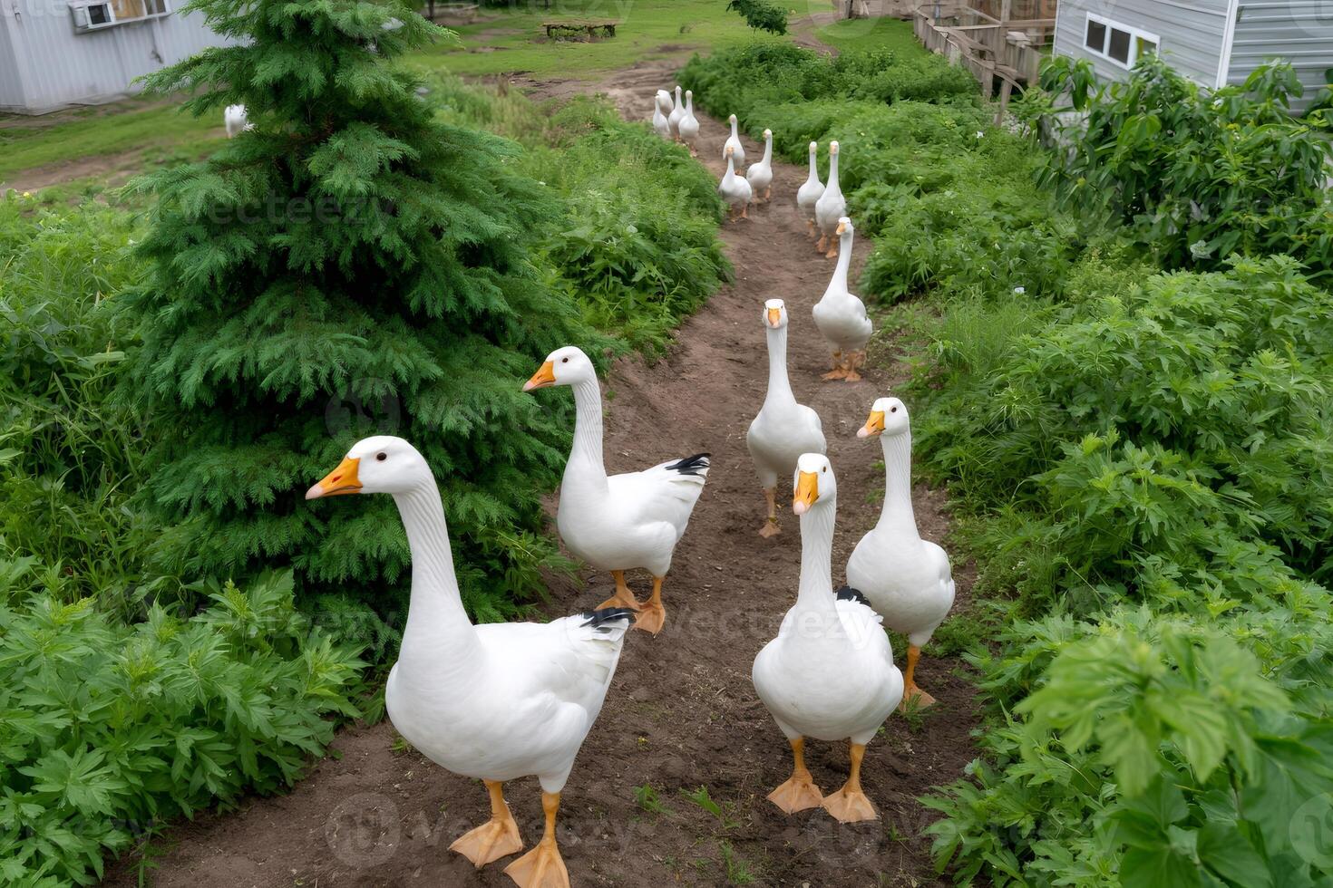 Flock of white geese walking along path in farmyard photo
