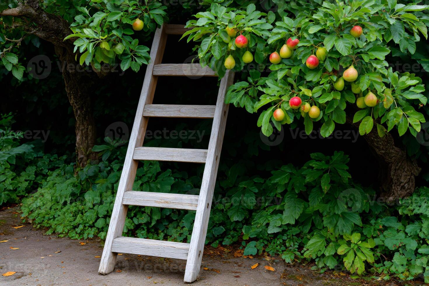 Wooden ladder leaning on apple tree ready for harvesting ripe fruits photo