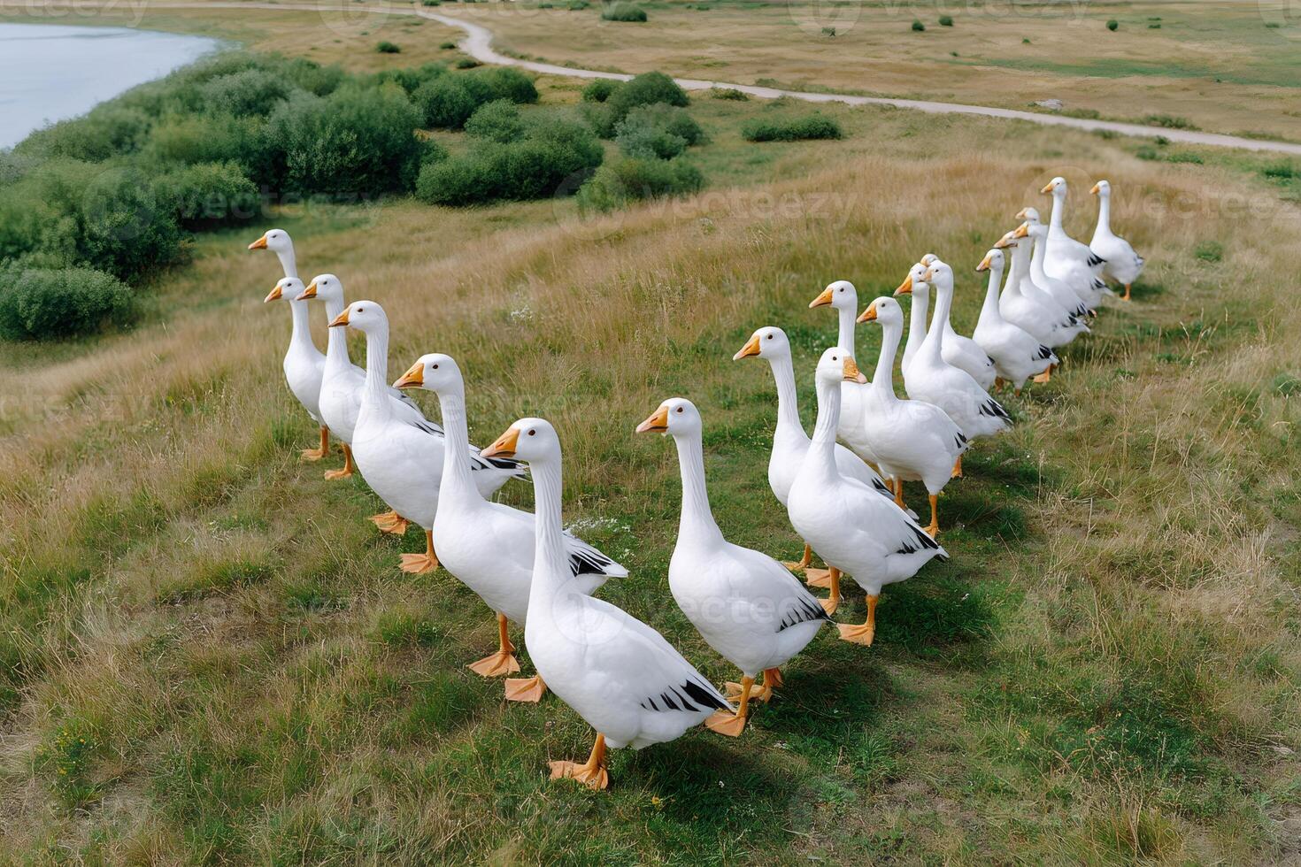 Flock of white geese walking in a row on green grass field photo