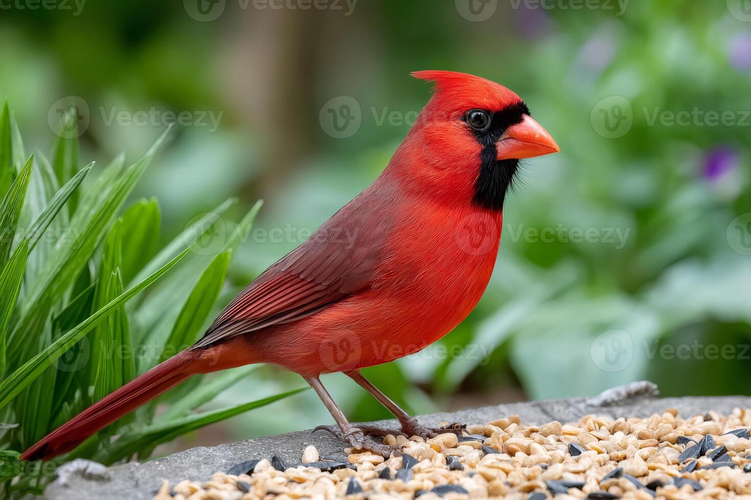 Northern Cardinal Perched on Bird Feeder Eating Seeds photo