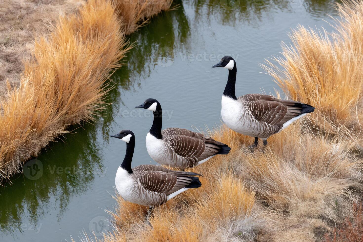 Canada geese standing by the water in dry grass photo