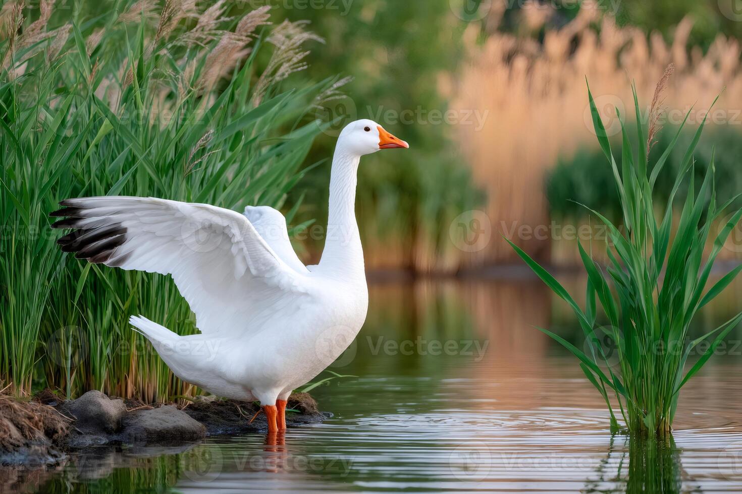 White goose flapping wings in the water of a pond photo