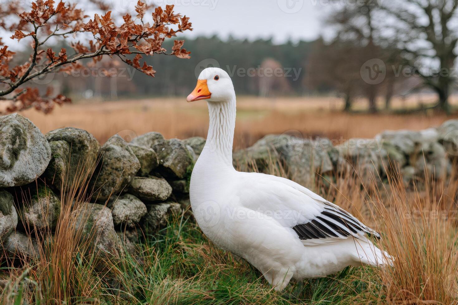 White goose standing near stone wall in a field photo