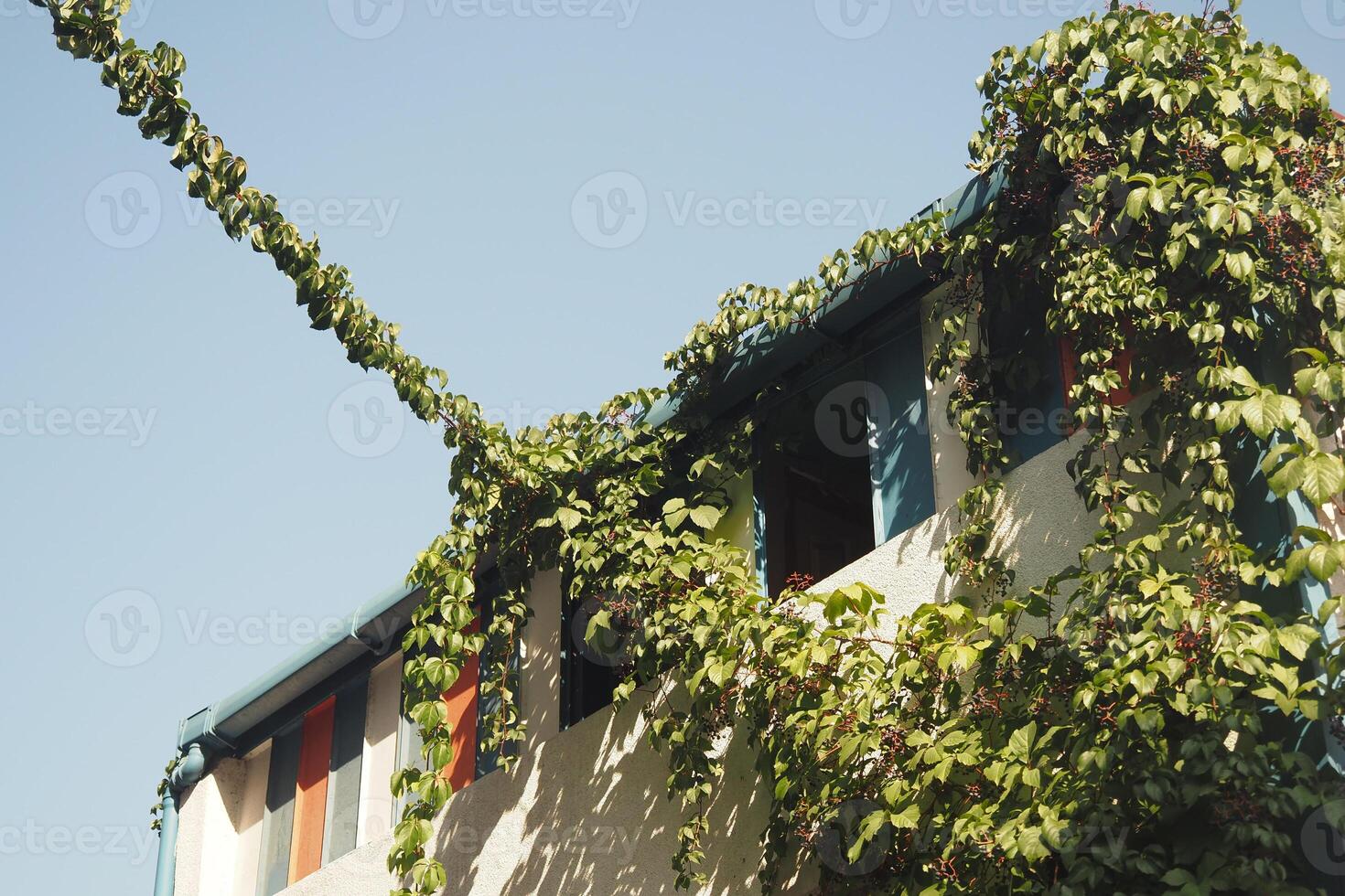 Building covered in green vines under a clear blue sky photo