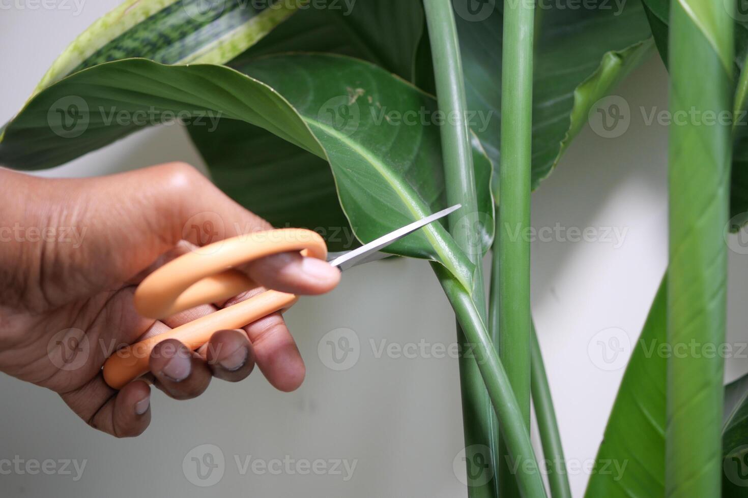 Pruning indoor plants with scissors for better growth photo