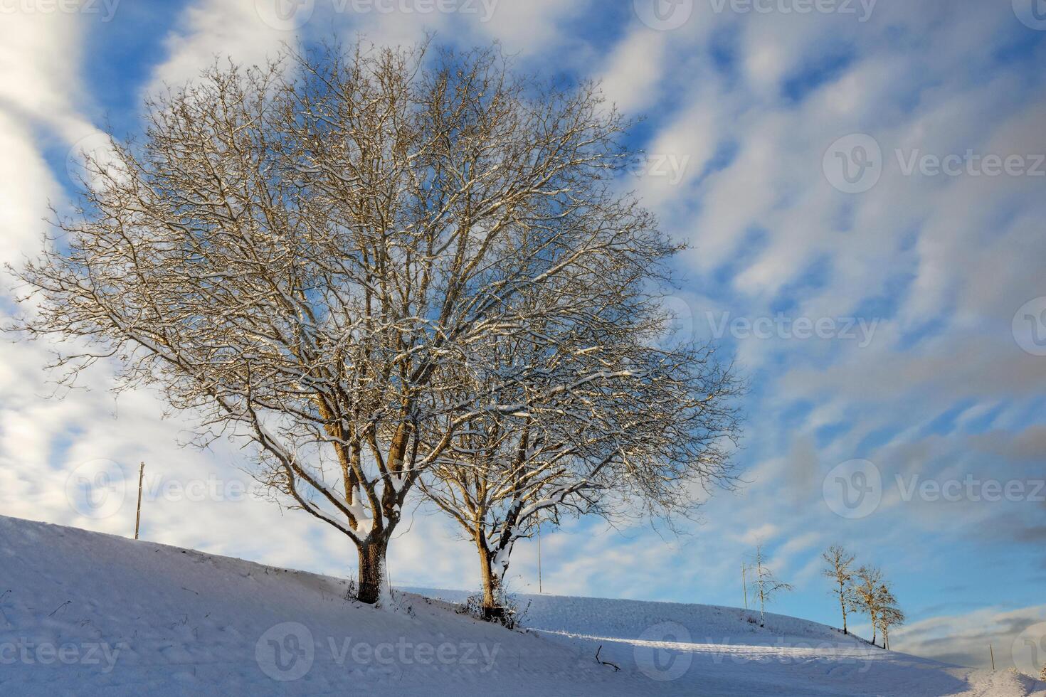 Winter trees on snowy hills on a cloudy bright frosty sunny day photo