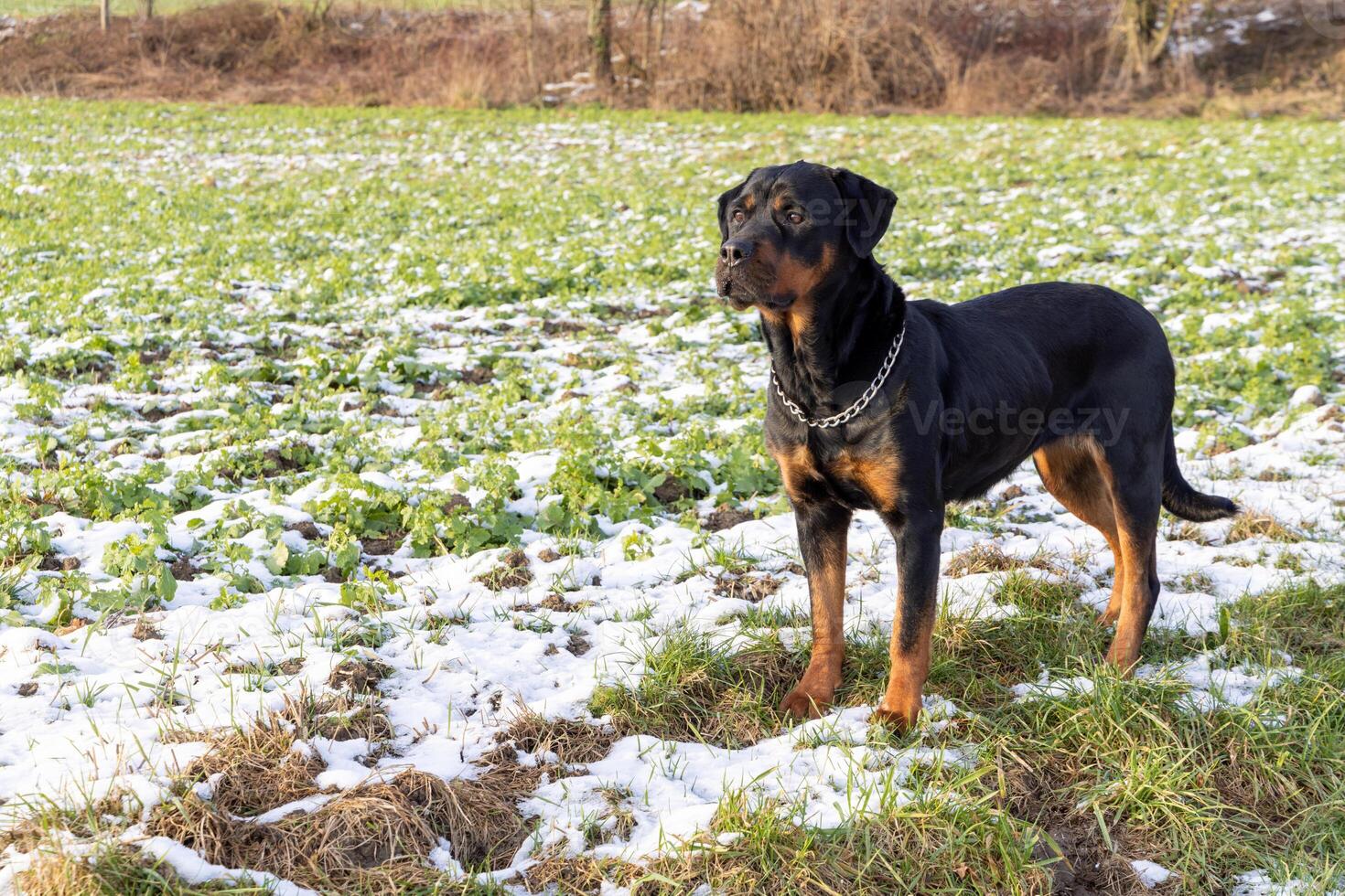 Rottweiler in the middle of a field with snow carefully looksRottweiler in Field with Snow Looks photo