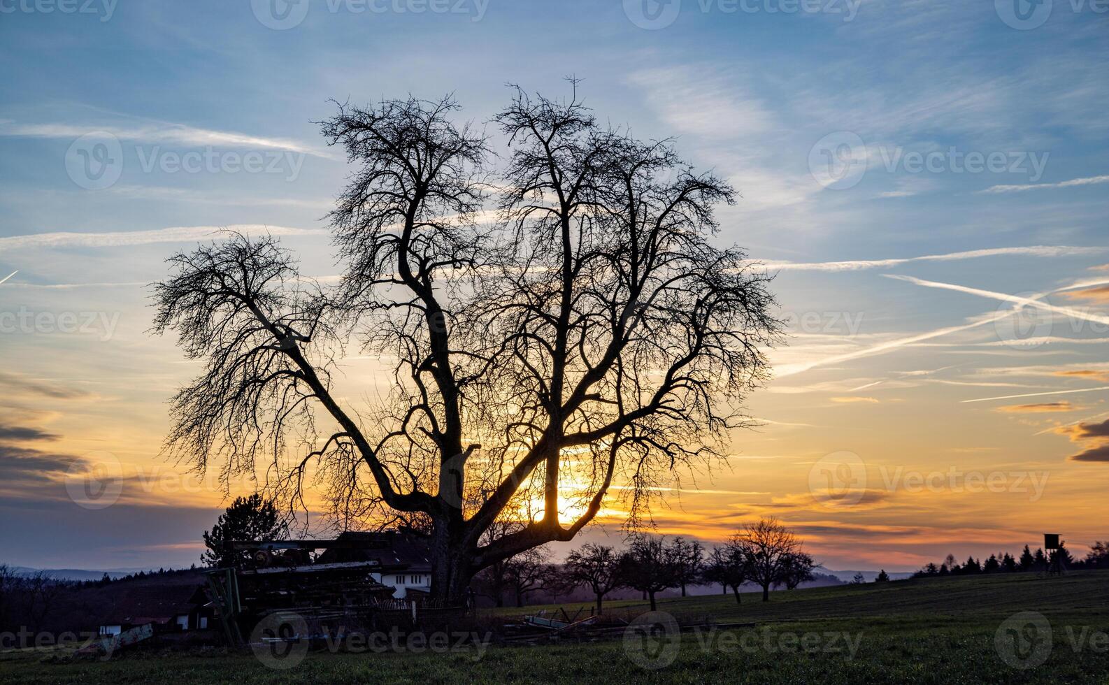 Black tree silhouette against a bright cloudy sunsetSilhouette of black tree against bright sunset photo