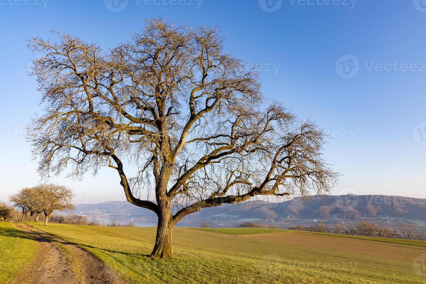 A large leafless tree near a path on a hill in sunlight photo