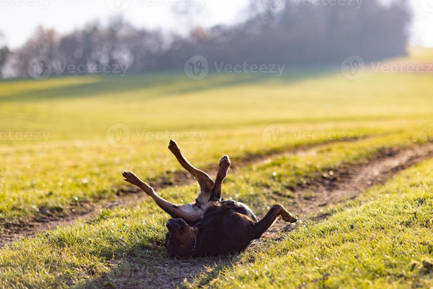 Cheerful Rottweiler in the meadow under the morningRottweiler somersaults cheerfully in morning meadow photo