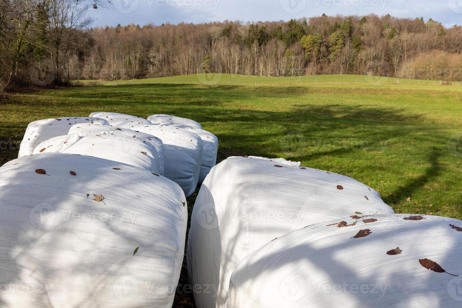 Bales of hay wrapped in film on an empty pasture close-upCloseup view of hay bales wrapped in film photo