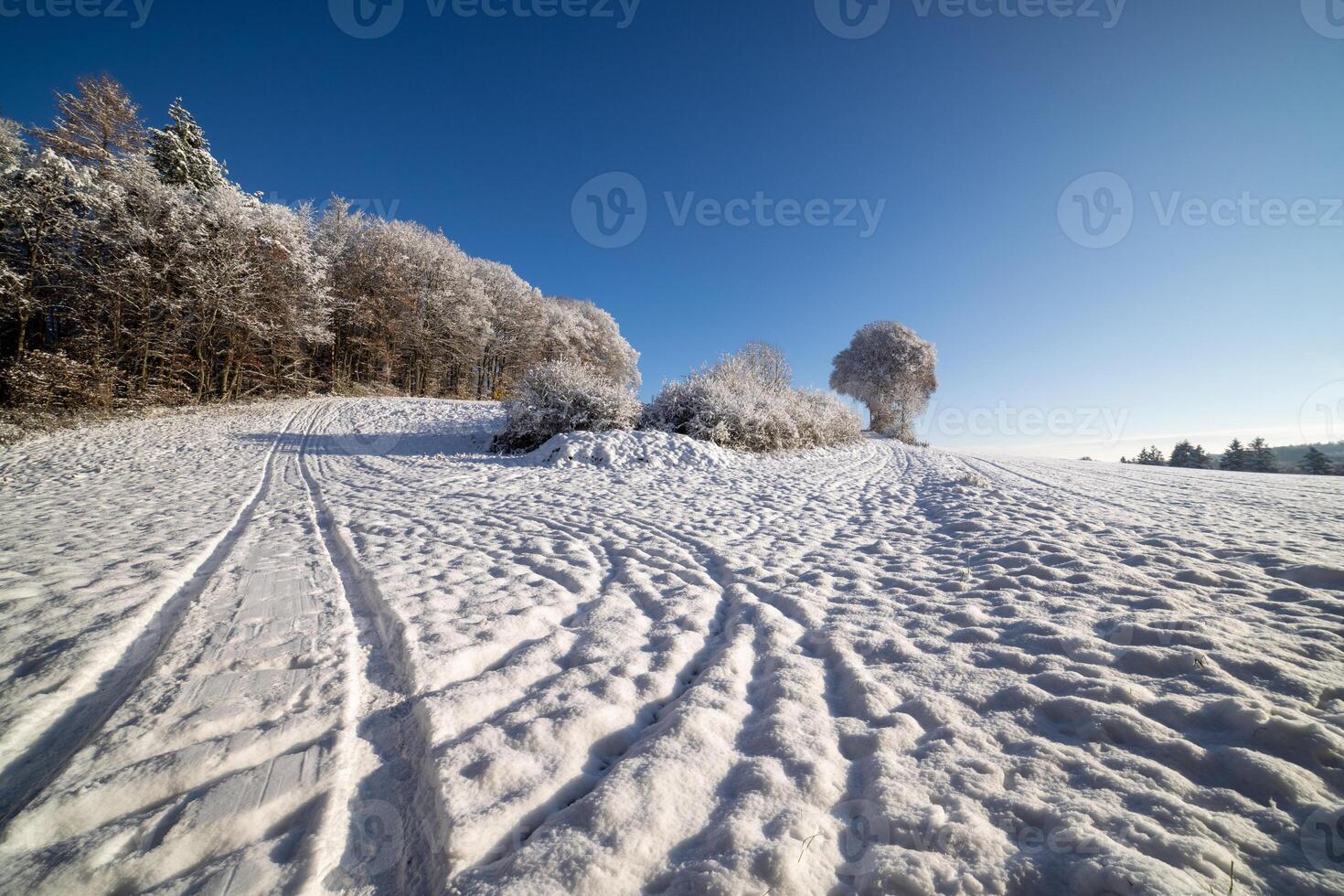 Snowy winter in the meadow and forest under the blue sky photo