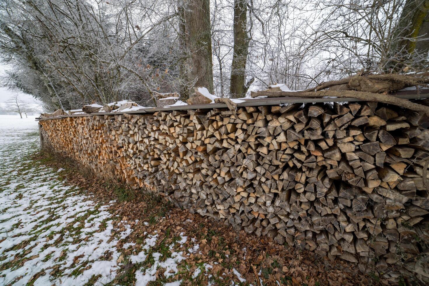 Lots of logs in the winter forestWinter forest full of logs photo