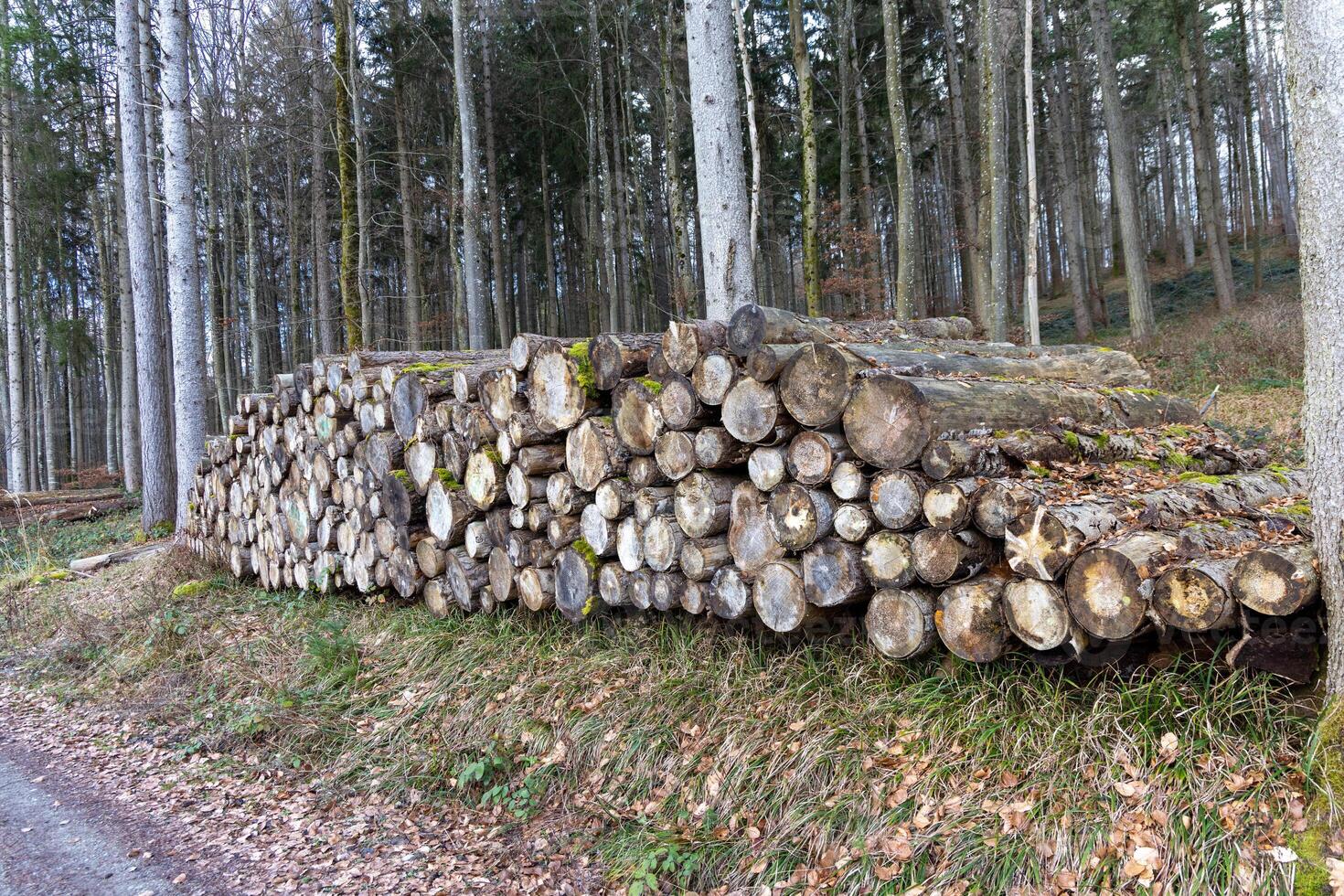 Many large logs in a dense autumn forestLarge logs in dense autumn forest photo
