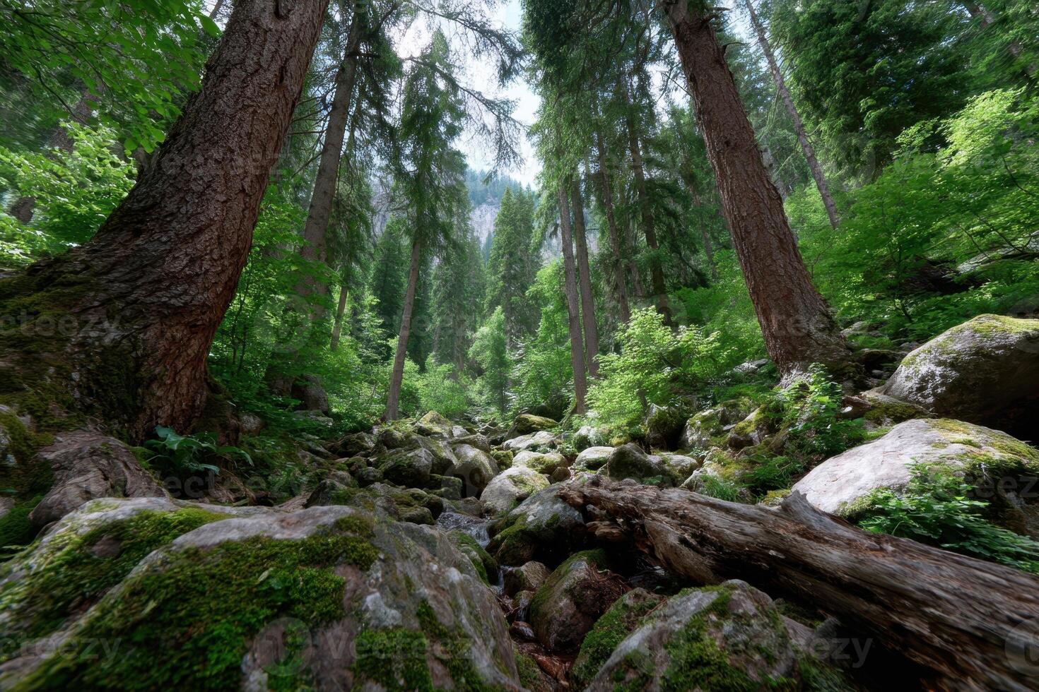 Majestic forest landscape with towering trees and rocky terrain photo