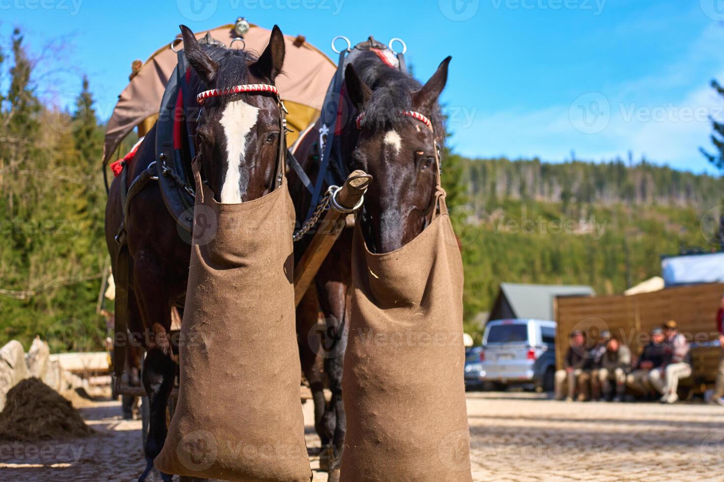 Harnessed horses eat from feed sacks near Morskie Oko photo