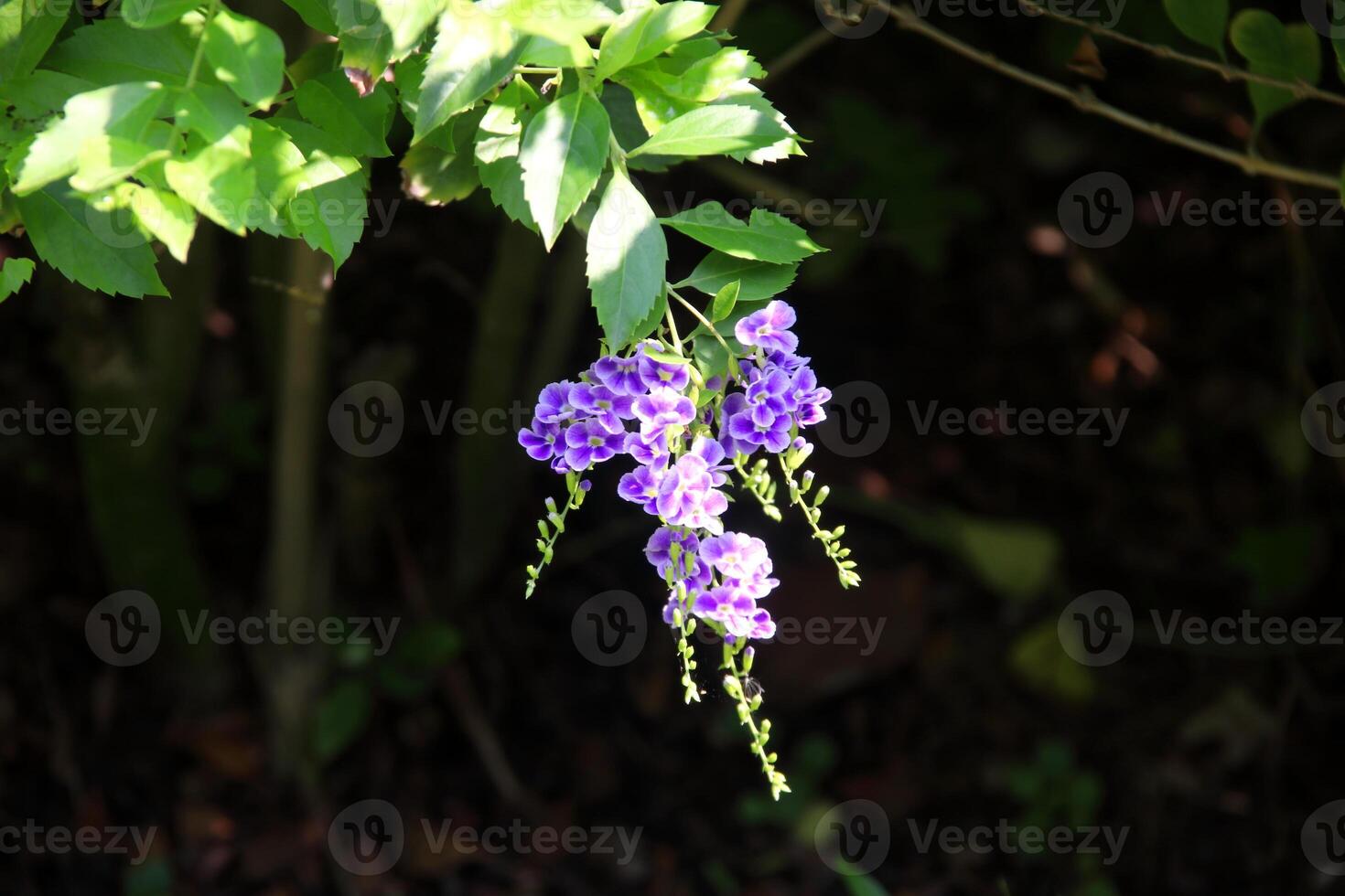 Duranta erecta blooming on bunch and black background with green leaves in Thailand. Another name is Golden dewdrop, Pigeon berry and Sky flower. photo