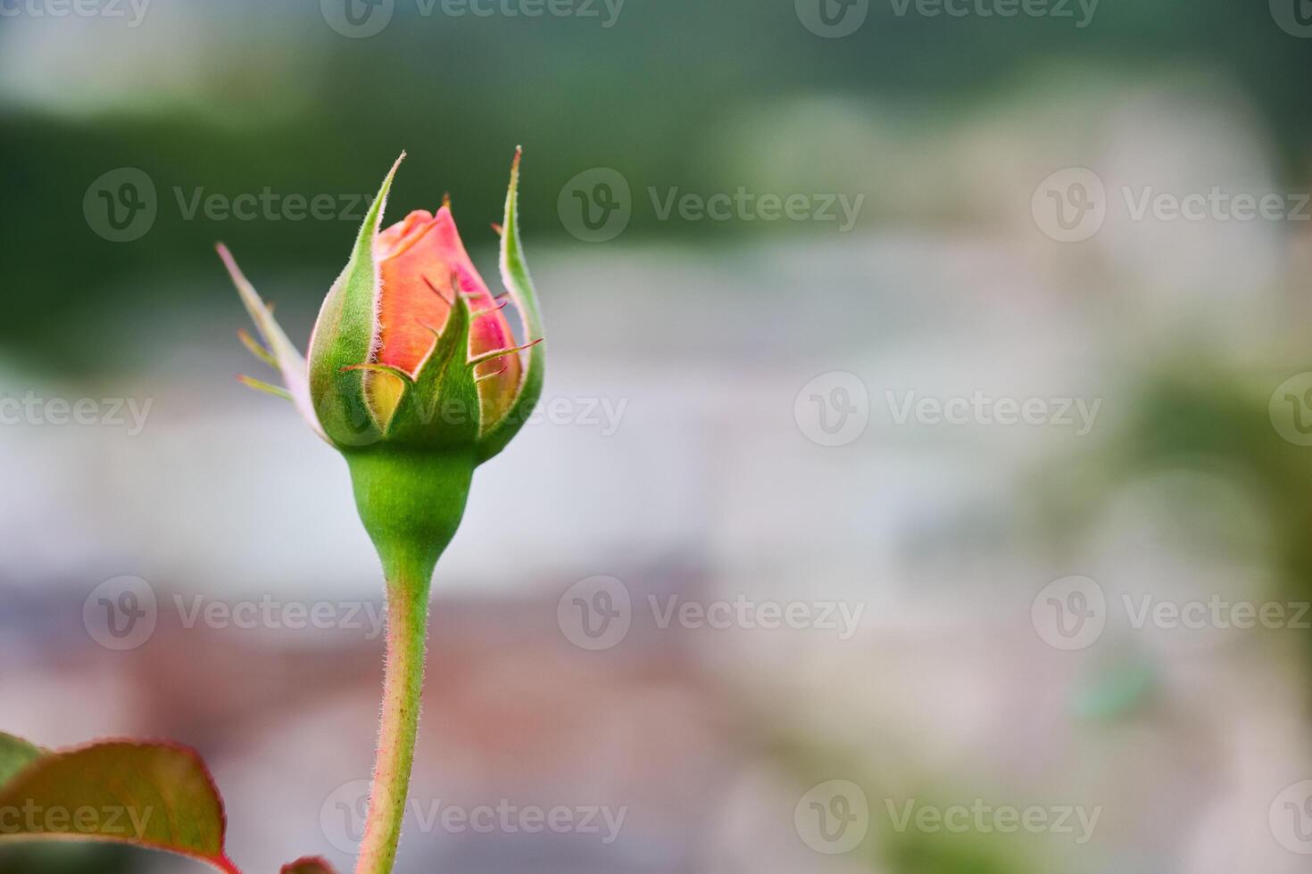 Orange rose bud growing in garden during springtime photo