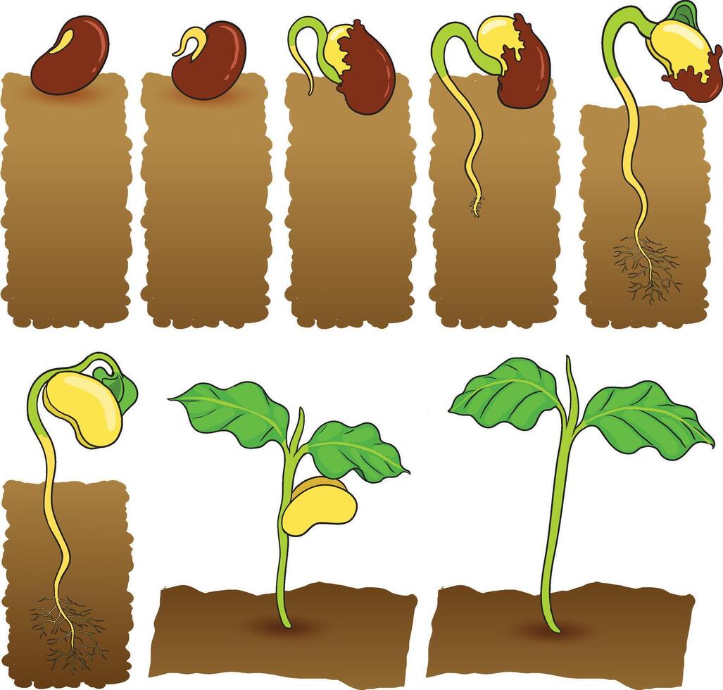 Plant growth stages from seed to seedling vector