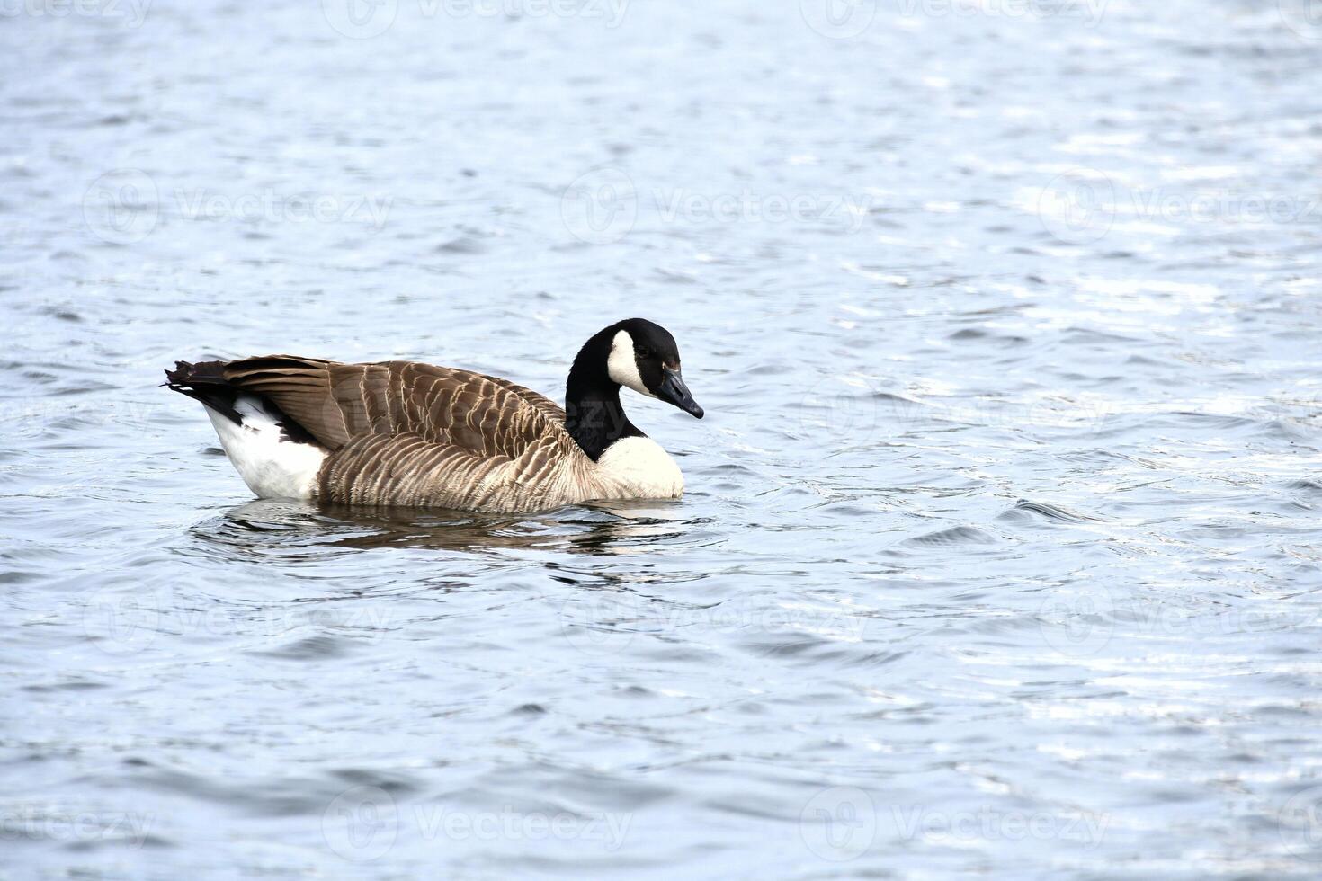 A Canada goose swims leisurely on calm water. A harmonious nature motif photo