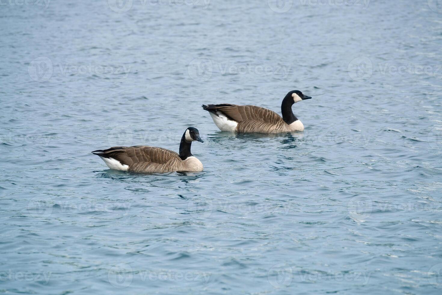 Two Canada geese swim leisurely on calm water. A harmonious photo