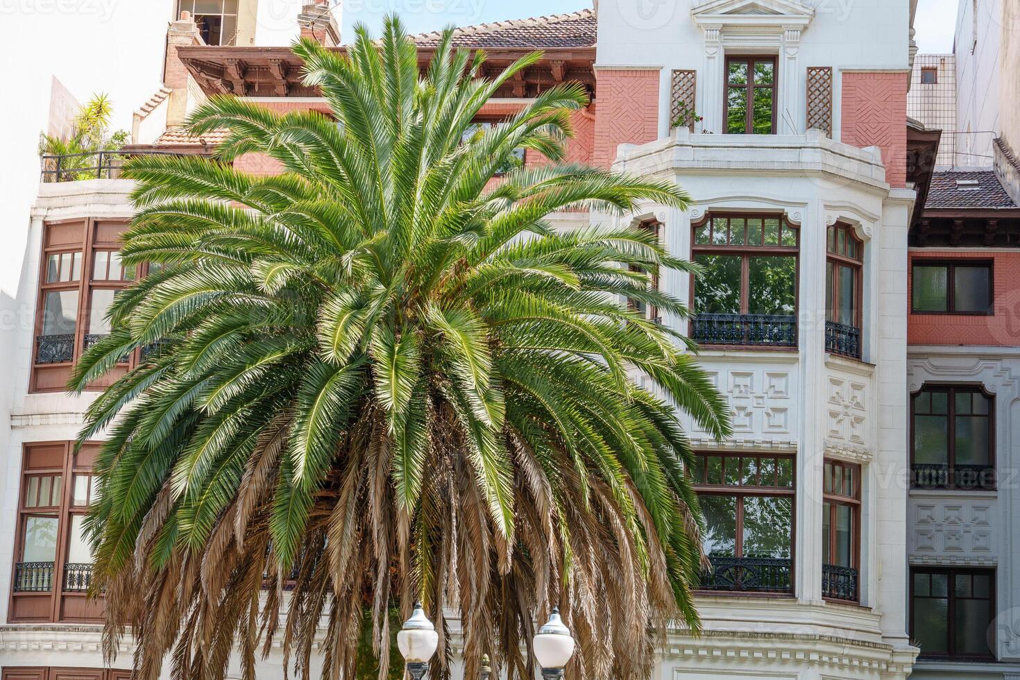 A palm tree in front of a building in bilbao photo