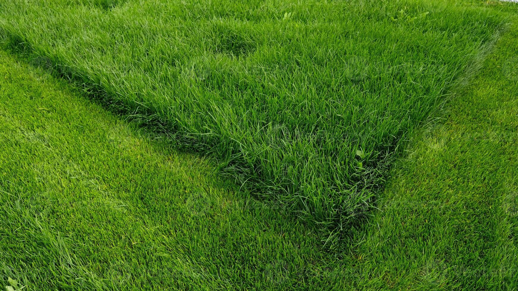 Mowing overgrown lawn, part of grass has been cut off. Contrast of vibrant green grass, featuring perfectly mowed section next to overgrown area. Transformation of unkempt lawn after lawnmowers pass photo