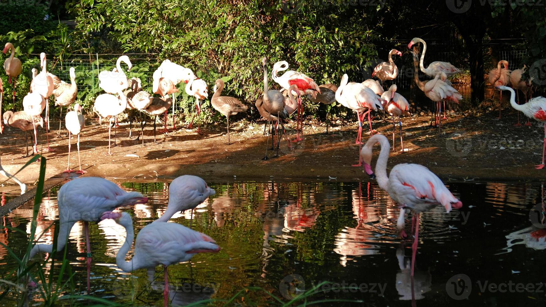 Flock of pink flamingos wading in calm pond surrounded by lush greenery. The birds are drinking water and cleaning their feather photo