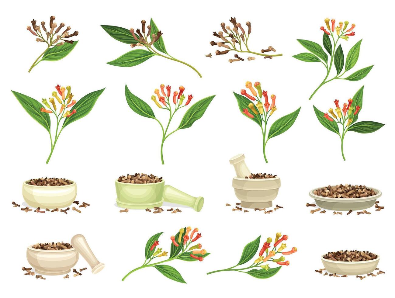 Cloves Dry Spice and Condiment Plant Blossom Big Set vector