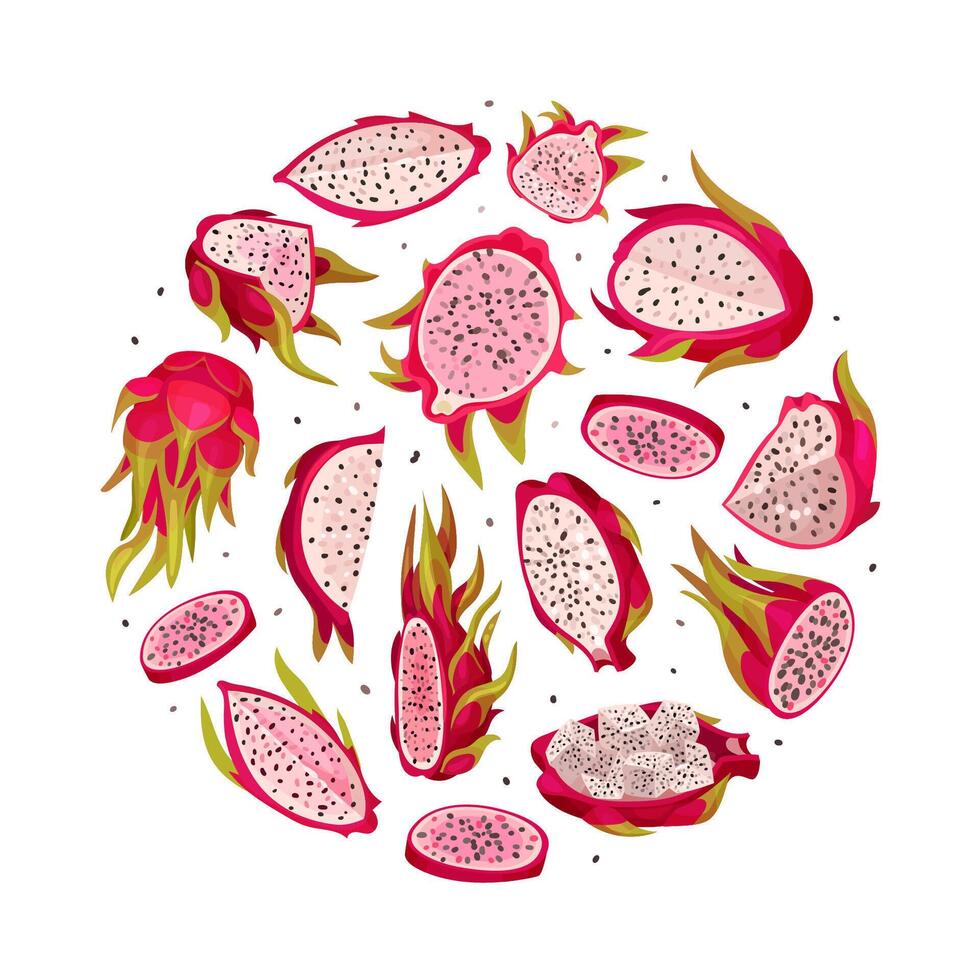 Pitaya or Dragon Fruit Round Composition Design with Tropical Plant Template vector