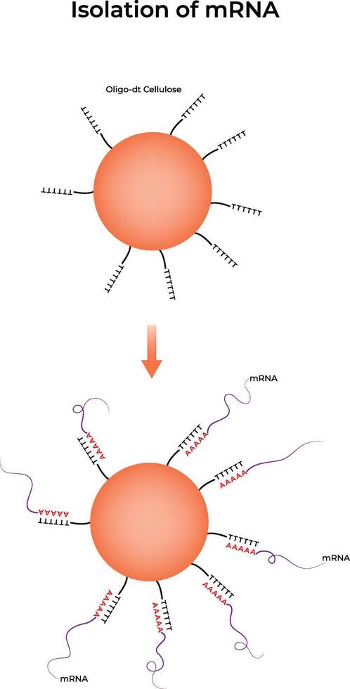 MRNA Isolation using Oligo-dT Cellulose Science Design Illustraion Diagram vector