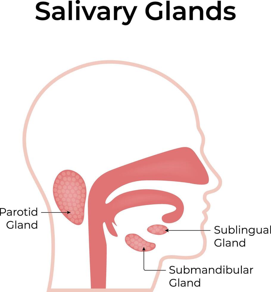 Anatomical Illustration of Human Salivary Glands Illustration vector