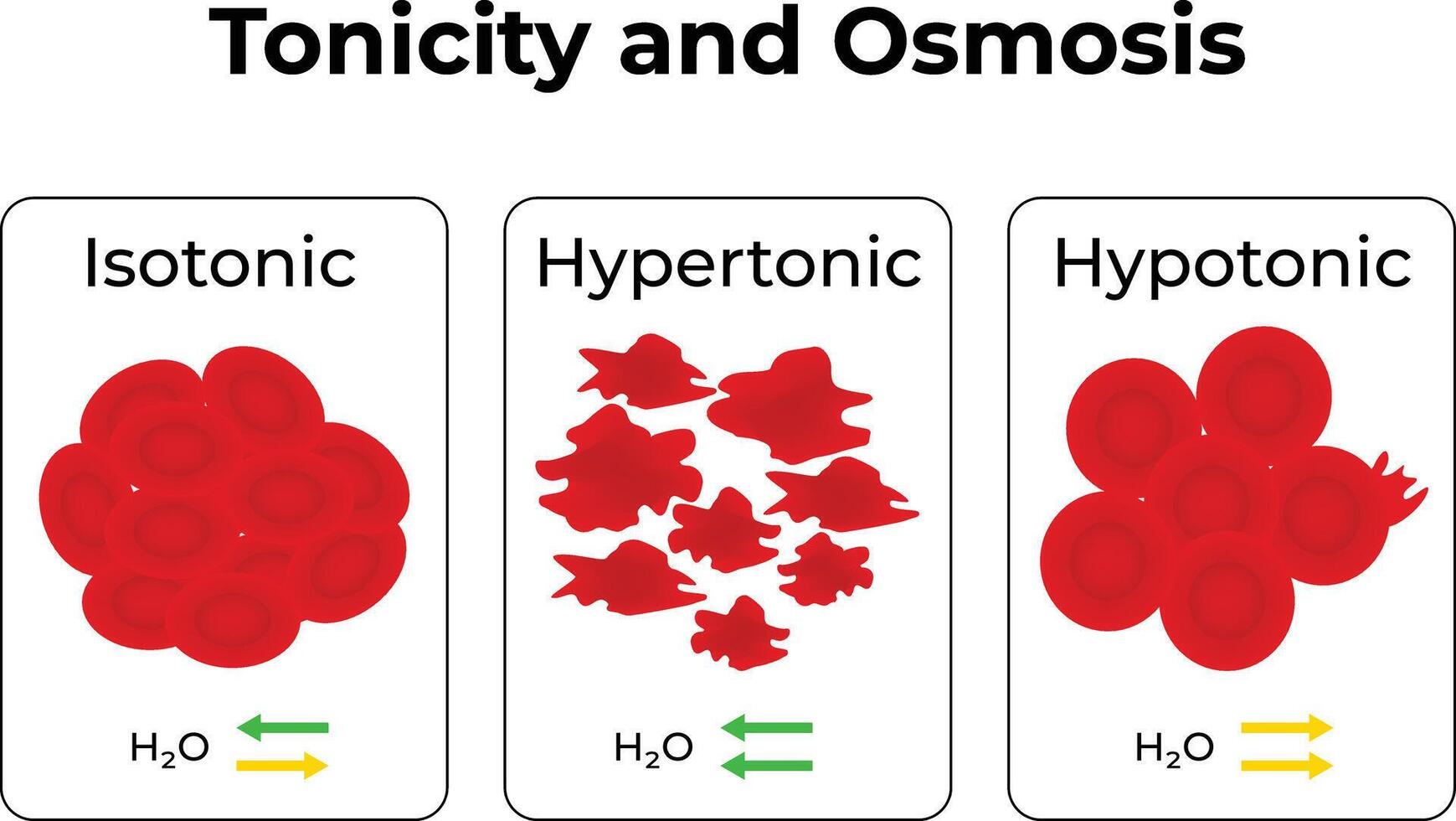 Tonicity and Osmosis Isotonic Hypertonic and Hypotonic Solutions vector