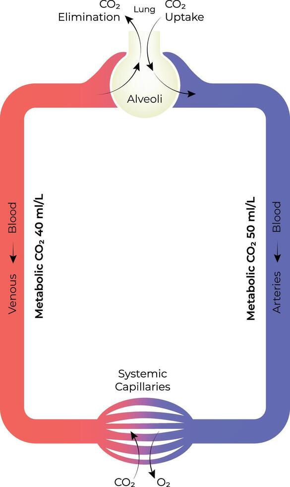 Schematic diagram of gas exchange in the lungs Design Illustration vector