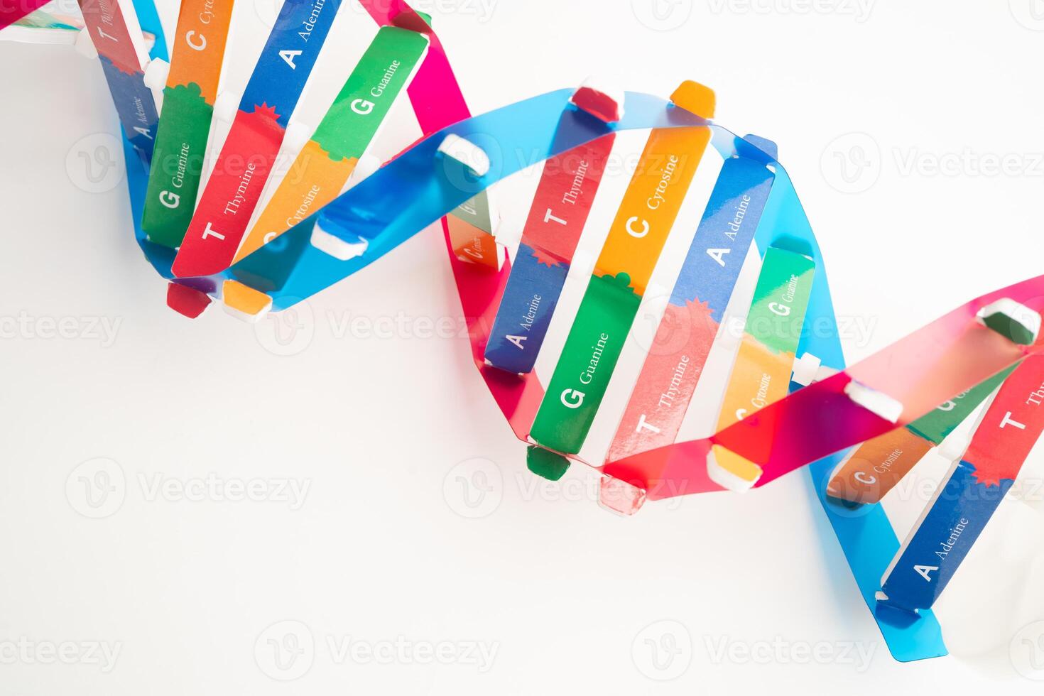 DNA or Deoxyribonucleic acid is a double helix chains structure formed by base pairs attached to sugar backbone. photo