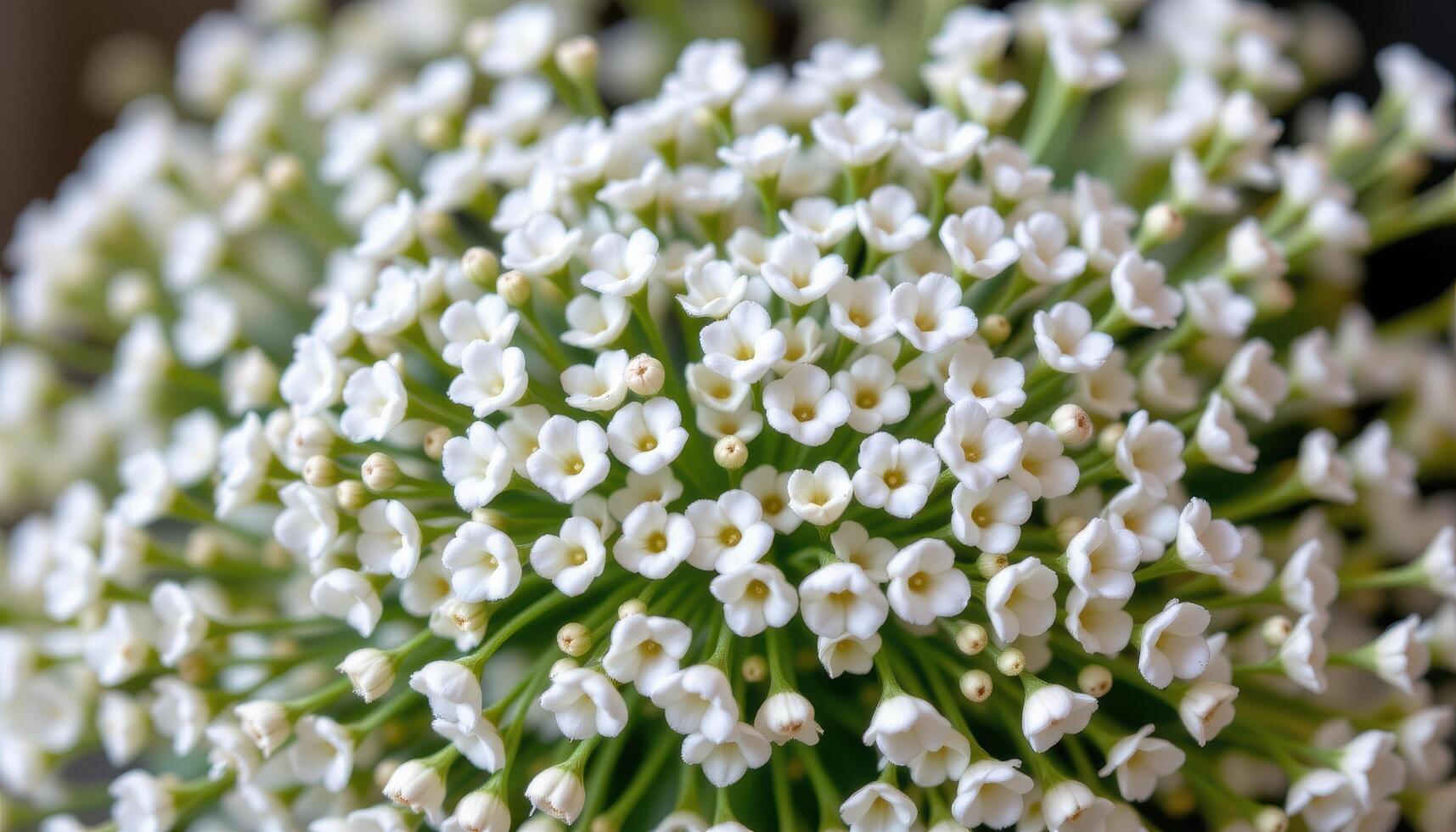 close up view of clusters of white baby's breath flowers forming a soft, airy cloud like effect, their tiny blossoms shining delicately against slender green stems. photo