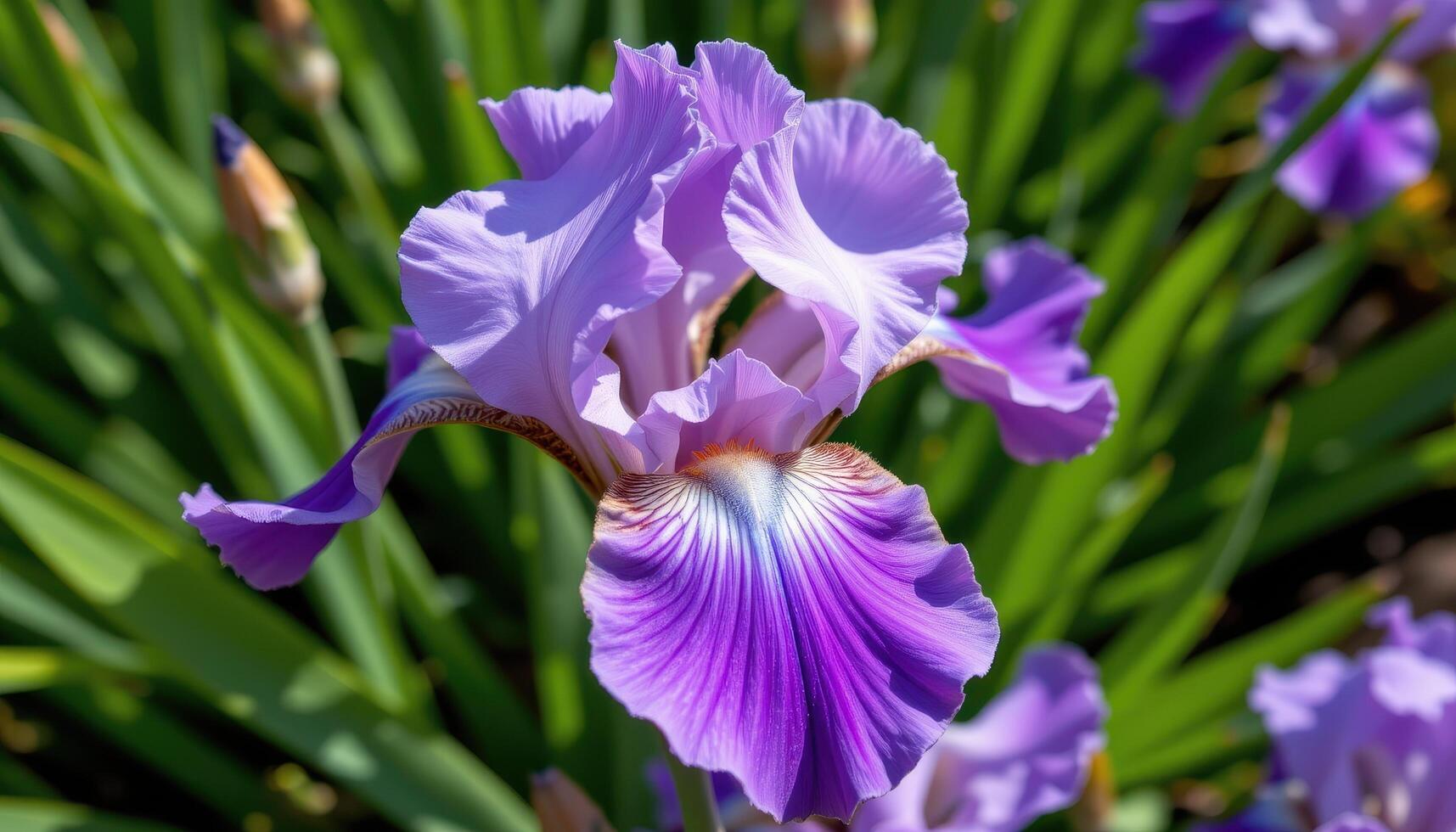 close up view of a purple iris flower with intricate petal shapes and deep veins contrasting against lush green leaves. photo