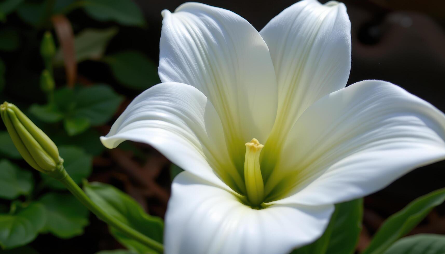 close up view of a blooming white lily with smooth trumpet shaped petals curving elegantly outward against a dark, blurred natural background. photo
