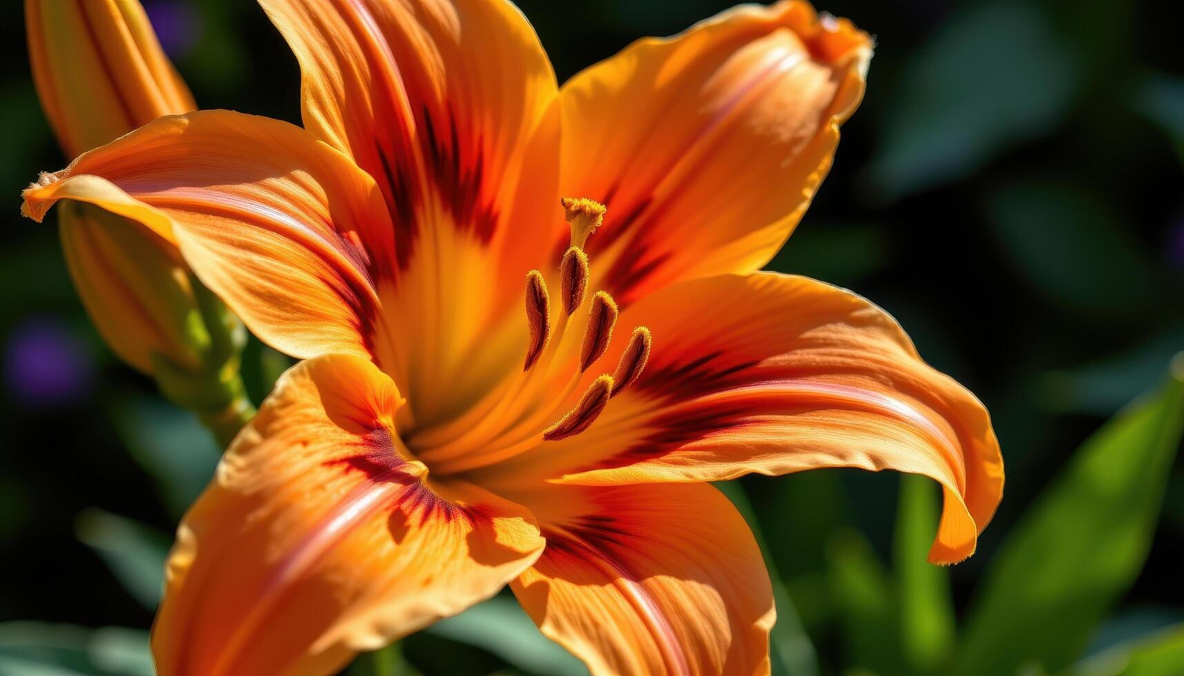 close up view of an orange tiger lily with curled petals marked by striking black spots, its velvety texture illuminated richly by warm natural sunlight. photo