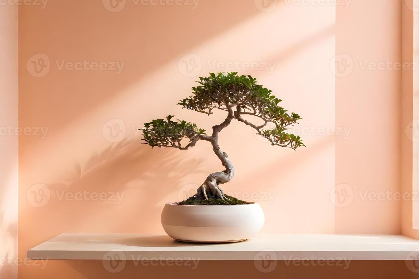Serene Bonsai Tree on White Shelf with Soft Peach Wall and Shadow Play photo
