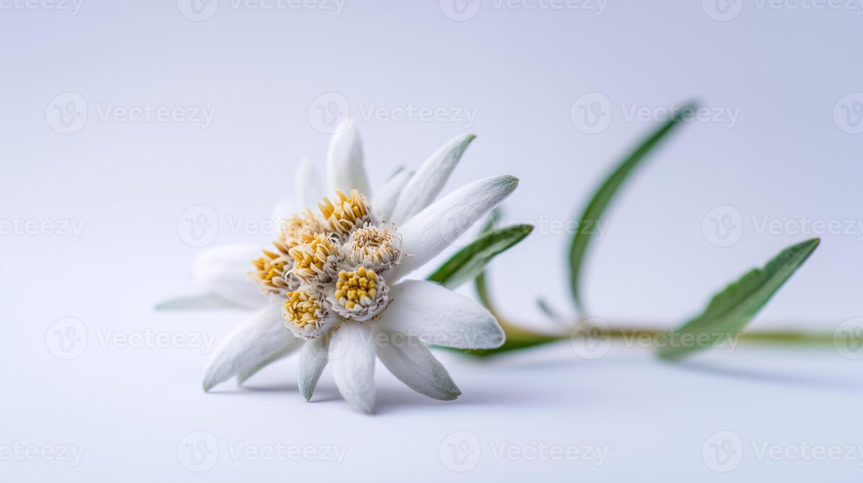 Beautiful white edelweiss flower with yellow center on clean background. Alpine wildflower symbol of purity and mountain nature. Perfect for botanical design. photo