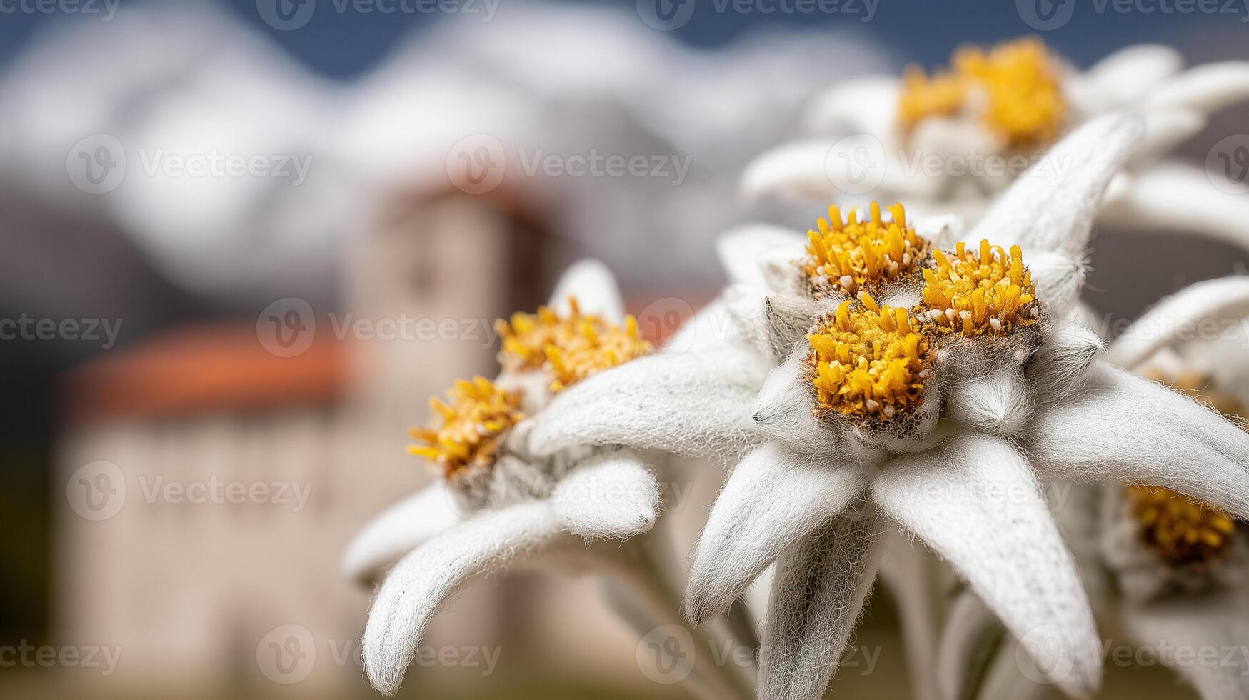 Beautiful white edelweiss flowers blooming in alpine mountain meadow. Rare protected wild mountain flower symbol with yellow center and fuzzy white petals in natural outdoor wilderness setting. photo