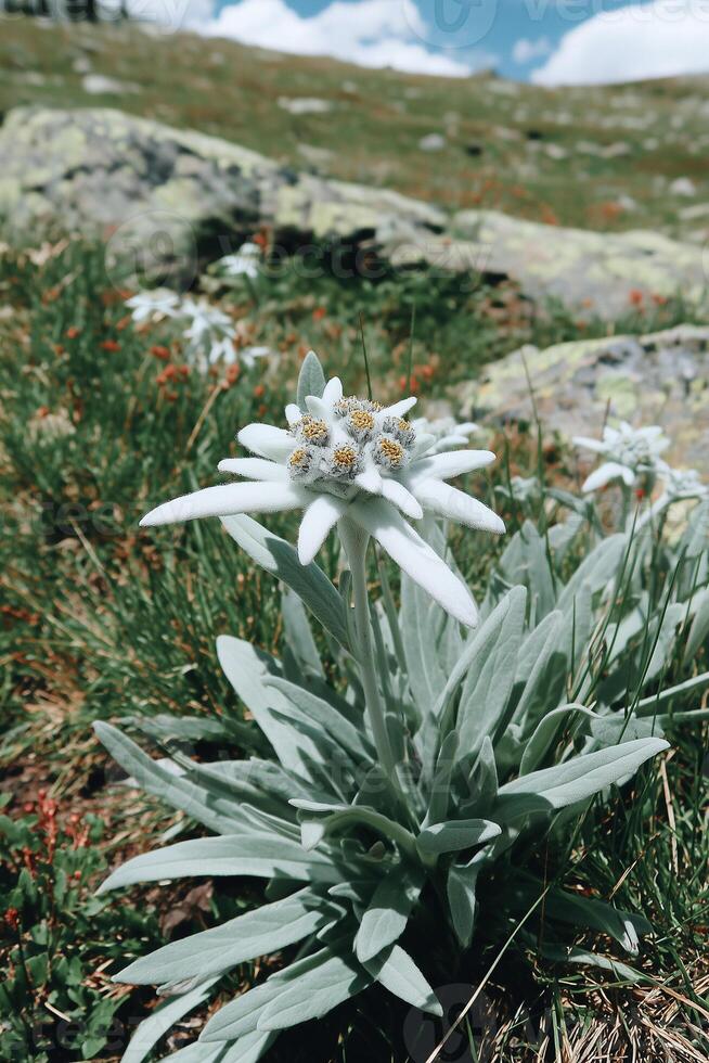 Edelweiss flower with fuzzy white petals and silver woolly leaves in alpine rocky terrain. Rare protected mountain flora, high altitude wilderness nature concept. photo