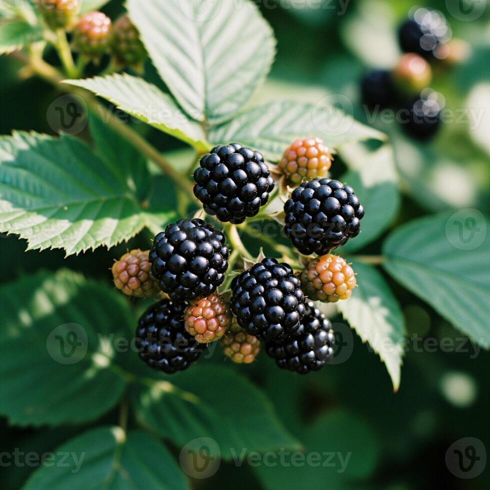 A bunch of blackberries on a branch photo
